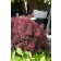 Photo Courtesy of  © Bred by Peter Moore of Longstock Gardens