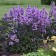 Photo Courtesy of Walters Gardens, Inc.