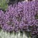 Photo Courtesy of Walters Gardens, Inc.
