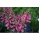 Photo Courtesy of Ball Horticultural Company