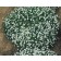Photo Courtesy of Syngenta Flowers