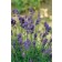 Photo Courtesy of Syngenta Flowers