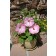 Photo Courtesy of Syngenta Flowers