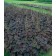 Photo Courtesy of Syngenta Flowers