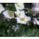 Photo Courtesy of Syngenta Flowers
