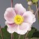Photo Courtesy of Syngenta Flowers
