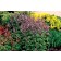 Photo Courtesy of TERRA NOVA® Nurseries