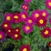Photo Courtesy of Walter's Gardens, Inc.