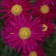 Photo Courtesy of Walter's Gardens, Inc.