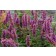 Photo Courtesy of TERRA NOVA® Nurseries, Inc.