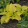 Photo Courtesy of Walter's Gardens, Inc.