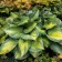 Photo Courtesy of Walter’s Gardens, Inc.