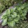 Photo Courtesy of Walter’s Gardens, Inc.