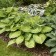 Photo Courtesy of Walter’s Gardens, Inc.