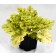 Photo Courtesy of TERRA NOVA® Nurseries, Inc.