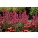 Photo Courtesy of TERRA NOVA® Nurseries, Inc.