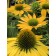 Photo Courtesy of TERRA NOVA® Nurseries, Inc.