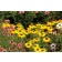 Photo Courtesy of TERRA NOVA® Nurseries, Inc.