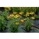 Photo Courtesy of TERRA NOVA® Nurseries, Inc.