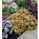 Photo Courtesy of TERRA NOVA® Nurseries, Inc.