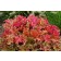 Photo Courtesy of TERRA NOVA® Nurseries, Inc.