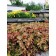 Photo Courtesy of TERRA NOVA® Nurseries, Inc.