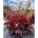 Photo Courtesy of TERRA NOVA® Nurseries, Inc.