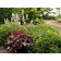 Photo Courtesy of TERRA NOVA® Nurseries, Inc.