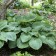 Photo Courtesy of Walter's Gardens, Inc.