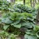 Photo Courtesy of Walter's Gardens, Inc.