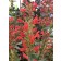 Photo Courtesy of TERRA NOVA® Nurseries, Inc.