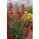 Photo Courtesy of TERRA NOVA® Nurseries, Inc.