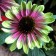 Photo Courtesy of TERRA NOVA® Nurseries, Inc.