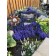 Photo Courtesy of TERRA NOVA® Nurseries, Inc.