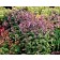 Photo Courtesy of TERRA NOVA® Nurseries
