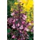 Photo Courtesy of TERRA NOVA® Nurseries