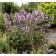 Photo Courtesy of TERRA NOVA® Nurseries