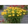 Photo Courtesy of TERRA NOVA® Nurseries, Inc.