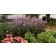 Photo Courtesy of TERRA NOVA® Nurseries