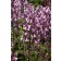 Photo Courtesy of TERRA NOVA® Nurseries