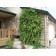 Hall's Honeysuckle...©photo ArborTanics Inc.