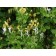 Hall's Honeysuckle...©photo ArborTanics Inc.
