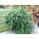 Hall's Honeysuckle...©photo ArborTanics Inc.
