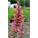 Photo Courtesy of TERRA NOVA® Nurseries, Inc.