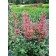 Photo Courtesy of TERRA NOVA® Nurseries, Inc.