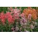 Photo Courtesy of TERRA NOVA® Nurseries, Inc.
