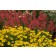 Photo Courtesy of TERRA NOVA® Nurseries, Inc.