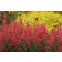 Photo Courtesy of TERRA NOVA® Nurseries, Inc.