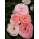 Photo Courtesy of Bailey Nurseries Inc.