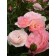 Photo Courtesy of Bailey Nurseries Inc.